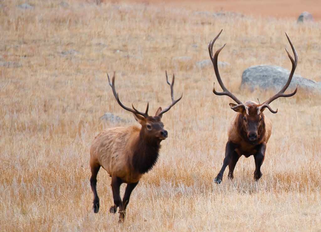 Elk human Conflict On The Rise In Northern California