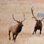 Elk human Conflict On The Rise In Northern California